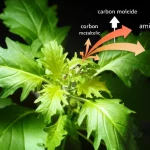 Immagine fotorealistica di una pianta di Arabidopsis thaliana in primo piano, con dettagli fogliari ben visibili. Sovrapposta alla pianta, una rappresentazione grafica stilizzata e luminosa del flusso di carbonio che converge verso molecole di amido e aminoacidi, simboleggiando il controllo metabolico esercitato dai geni TPSII. Lente macro 70mm, alta definizione, illuminazione drammatica controllata, focus sulla pianta con elementi grafici integrati.