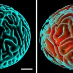 Immagine concettuale fotorealistica che mostra affiancati un organoide cerebrale di controllo con struttura complessa e un organoide cerebrale mutato (lissencefalia) più liscio e rigido, con una visualizzazione sovrapposta della matrice extracellulare disorganizzata nel mutante. Illuminazione da laboratorio drammatica, profondità di campo, obiettivo 50mm prime.