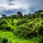 Veduta paesaggistica grandangolare (obiettivo 10mm) della Foresta di Ruruki in Etiopia, che mostra la sua fitta vegetazione afromontana sotto un cielo leggermente nuvoloso, enfatizzando il verde lussureggiante e il terreno ondulato, lunga esposizione per nuvole setose se visibili.