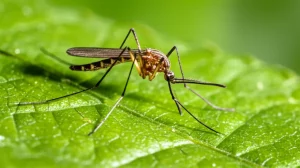 Zanzara Culex pipiens posata su una foglia verde brillante in un ambiente esterno, forse un giardino urbano al tramonto. Obiettivo macro 100mm, alta definizione, illuminazione laterale controllata per evidenziare i dettagli dell'insetto (proboscide, zampe, ali) e le nervature della foglia con qualche goccia d'acqua residua. Profondità di campo ridotta per sfocare lo sfondo.