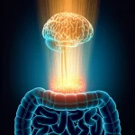 Immagine concettuale fotorealistica che mostra la connessione tra cervello e intestino, con un fascio di luce dorata (rappresentante l'IGF-1) che parte da una stilizzazione del cervello e si dirige verso una sezione dell'intestino, guarendone un'area infiammata e ripristinando l'equilibrio del microbioma visualizzato come piccole sfere luminose. Stile cinematografico, profondità di campo, toni blu scuro e oro duotone, lente prime 35mm.