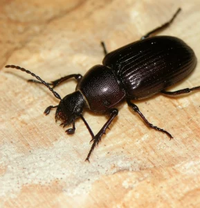 Macro fotografia, lente da 100 mm, dettagli elevati, illuminazione controllata, uno scarabeo africano Lyctus adulto che emerge da un piccolo buco di uscita circolare in un pezzo di compensato Obeche di colore chiaro. La polvere di legno fine (frass) è sparsa attorno al buco. Il corpo allungato di scarabeo e rossastro e antenne distinte sono a fuoco acuto, con il grano di legno che fornisce uno sfondo strutturato.
