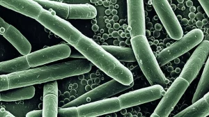 Microfotografia elettronica a scansione di batteri Thermoanaerobacter kivui in un bioreattore industriale, con dettagli delle cellule e bolle di syngas. Illuminazione drammatica per evidenziare le texture, obiettivo macro 100mm, high detail, precise focusing, per un look scientifico e accattivante.