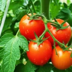 Primo piano fotorealistico di foglie di pomodoro verdi e vibranti con gocce d'acqua, accanto a pomodori sani e rossi in fase di maturazione sulla pianta. Luce solare che filtra tra le foglie. Obiettivo macro, 85mm, alta definizione, messa a fuoco precisa, a simboleggiare la salute della pianta promossa dal biocontrollo con Trichoderma asperellum.