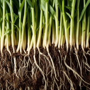Fotografia macro di radici di una giovane pianta di mais che emergono da un terreno fertile e scuro, 85mm Macro lens, illuminazione laterale soffusa per creare profondità e dettaglio, focus preciso sulle punte delle radici e sui peli radicali, con goccioline d'acqua visibili.