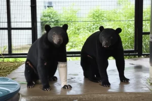 Due orsi neri di Formosa, uno con una zampa fasciata e l'altro che mostra segni di guarigione, in un ambiente di riabilitazione che suggerisce cura e speranza. Obiettivo prime 50mm, luce naturale filtrata, profondità di campo per evidenziare gli orsi ma mostrando l'ambiente di cura.