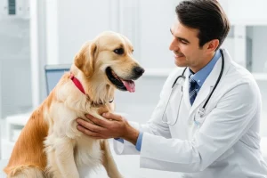 Immagine fotorealistica, obiettivo primario 35mm, effetto profondità di campo. Un cane maschio dall'aspetto sano e felice (es. Golden Retriever) seduto attentamente accanto a un veterinario in un ambiente clinico pulito e luminoso. Il veterinario sorride dolcemente al cane. Il focus è sull'interazione, suggerendo cura e potenziale successo del trattamento per problemi di fertilità. Illuminazione morbida e naturale.