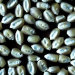Primo piano drammatico di chicchi di mais e frumento visibilmente ammuffiti, con spore fungine di colore verde-bluastro e biancastro che ricoprono parzialmente i semi. Obiettivo macro 105mm, illuminazione laterale controllata per creare ombre e risaltare la texture tridimensionale della muffa, alta definizione per mostrare i dettagli delle ife fungine, sfondo scuro e leggermente sfocato per concentrare l'attenzione sulla contaminazione.