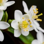 Macro fotografia di un fiore di Sinojackia microcarpa in piena fioritura, con petali bianchi delicati e stami gialli evidenti. Illuminazione da studio controllata per massimizzare i dettagli e la tridimensionalità del fiore, obiettivo macro 100mm, alta definizione, sfondo leggermente sfocato per enfatizzare il soggetto.