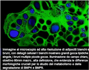 Immagine al microscopio ad alta risoluzione di adipociti bianchi e bruni, con dettagli cellulari distinti. I bianchi mostrano grandi gocce lipidiche singole, i bruni multiple piccole gocce. Illuminazione da campo chiaro, obiettivo 60mm macro, alta definizione, che evidenzia le differenze morfologiche cruciali per lo studio del metabolismo e della segnalazione di BMP4 e BMP9.