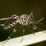 Primo piano estremo di una zanzara tigre (Aedes albopictus) in volo, catturata con obiettivo macro 105mm e alta velocità dell'otturatore per congelare il movimento delle ali. Illuminazione laterale drammatica che evidenzia la struttura delle ali e le bande bianche sul corpo. Sfondo scuro e sfocato.
