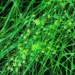 Visualizzazione 3D fotorealistica di uno scaffold nanofibroso poroso (PLA arricchito con particelle verdi di fieno greco) che supporta la crescita attiva di cellule rigenerative luminose. Illuminazione da laboratorio high-tech, alta definizione, focus sui dettagli delle fibre interconnesse e delle cellule che vi aderiscono, lente macro 85mm, per rappresentare l'innovazione nell'ingegneria tissutale e la sinergia tra materiali sintetici e naturali.