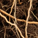 Fotografia macro, obiettivo 100mm, di una sezione trasversale di suolo fertile che mostra radici di piante e aggregati di suolo con una ricca comunità microbica visibile come sottili filamenti e colonie. Illuminazione laterale controllata per evidenziare la texture e i dettagli, alta definizione, focus preciso sulla zona microbica.