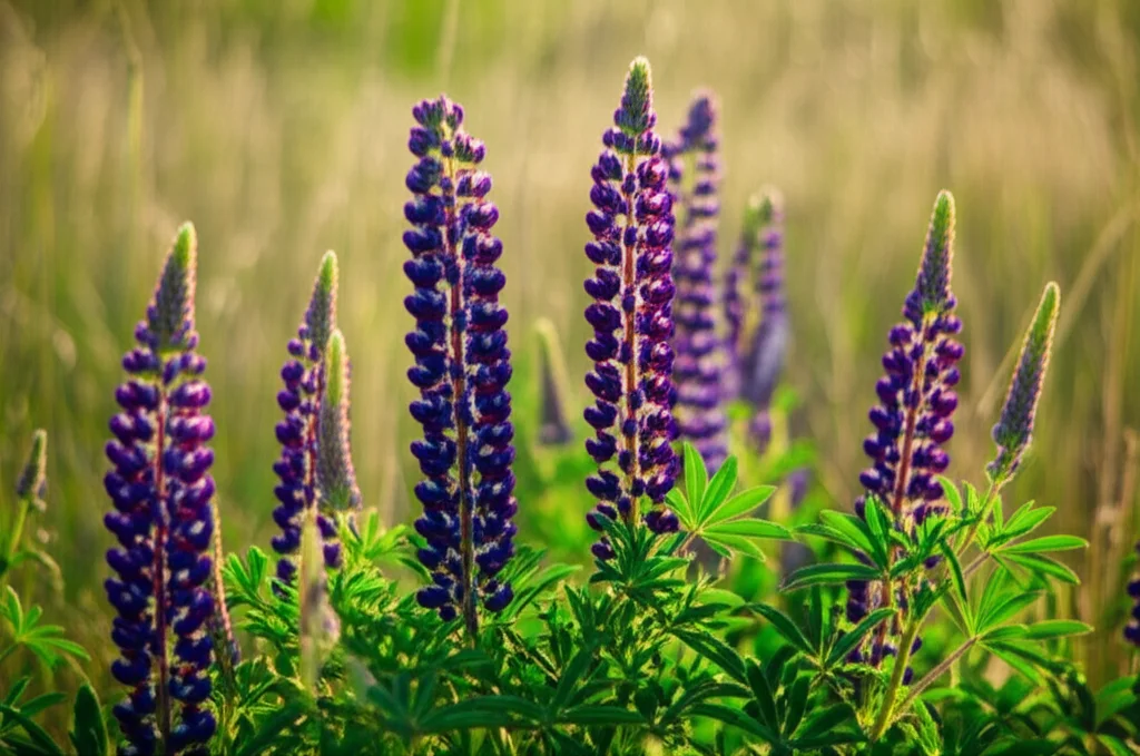 Pianta di lupino (Lupinus cosentinii) in fiore in un campo assolato, con un primo piano sui semi rugosi. Macro lens, 100mm, high detail, precise focusing, controlled lighting, luce naturale calda del tardo pomeriggio.