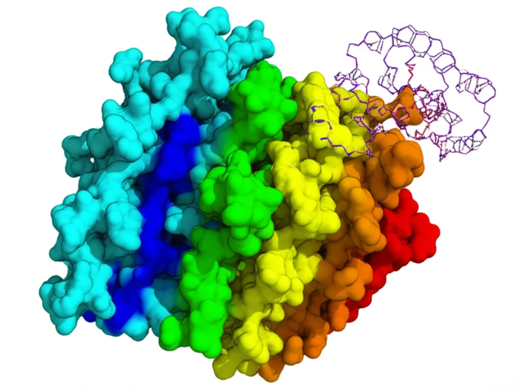 Visualizzazione 3D della proteina KKT23 legata all'acetil-CoA, resa fotorealistica con dettagli atomici evidenziati, illuminazione controllata da laboratorio, stile macro lens 100mm per alta definizione.