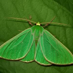 Primo piano macro di una falena Parotis chlorochroalis di colore verde brillante, con dettagli minuti delle ali e del corpo, posata su una foglia verde intenso. Obiettivo macro 105mm, illuminazione da studio controllata per massima nitidezza e dettaglio, messa a fuoco precisa sugli occhi e le antenne dell'insetto.