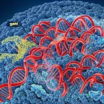 Rappresentazione artistica fotorealistica del paesaggio tridimensionale del genoma all'interno di un nucleo cellulare canceroso, con filamenti di DNA che formano complesse anse e interazioni, evidenziando regioni attive (enhancer) e geni (promotori). Dettagli ad alta risoluzione, illuminazione drammatica per enfatizzare la complessità, obiettivo macro 100mm, profondità di campo che sfoca lo sfondo.