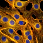 Visualizzazione al microscopio di cellule cardiache, alcune sane e vibranti, altre che mostrano segni di stress indotto da farmaci, con un focus selettivo su una cellula protetta da un meccanismo molecolare. Illuminazione da laboratorio, obiettivo macro 90mm, alta definizione per evidenziare le strutture cellulari.