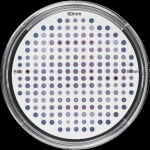 Macro lens, 60mm, high detail, precise focusing, controlled lighting photo of a MALDI-TOF MS target plate with spotted samples, representing rapid pathogen identification in a clinical microbiology lab.