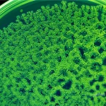 Primo piano di colonie di cianobatterio DS4 che crescono su una piastra di agar in laboratorio, con un focus selettivo sulle cellule verde brillante, obiettivo macro 60mm, alta definizione, illuminazione controllata per evidenziare la struttura coloniale.