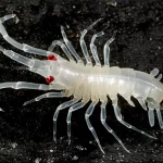 Fotografia macro ad alta definizione di un esemplare di Arthruridae, un nuovo crostaceo di profondità, su un substrato scuro che ne esalta il colore biancastro e la cuticola lucida; illuminazione da studio per massimizzare i dettagli morfologici, obiettivo macro 105mm.