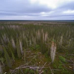 Imponente foresta boreale finlandese vista dall'alto, con una sezione visibilmente danneggiata da una tempesta di vento o neve, sotto un cielo nuvoloso. Obiettivo grandangolare 10mm, long exposure per nuvole mosse, messa a fuoco nitida sul paesaggio.