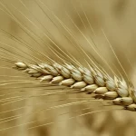 Primo piano estremo di una spiga di grano matura, con dettagli delle singole cariossidi e ariste, illuminazione da studio controllata per massimizzare la texture, obiettivo macro 100mm, alta definizione, sfondo leggermente sfocato per enfatizzare il soggetto, simboleggiando la precisione genetica nel controllo della spigatura.