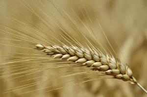 Primo piano estremo di una spiga di grano matura, con dettagli delle singole cariossidi e ariste, illuminazione da studio controllata per massimizzare la texture, obiettivo macro 100mm, alta definizione, sfondo leggermente sfocato per enfatizzare il soggetto, simboleggiando la precisione genetica nel controllo della spigatura.
