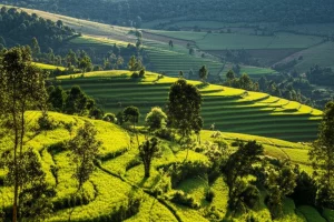 Fotografia paesaggistica di campi terrazzati in Ruanda con alberi integrati tra le coltivazioni, luce del mattino, obiettivo grandangolare 20mm, a simboleggiare l'agroforestazione e la sostenibilità ambientale e agricola.