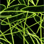 Immagine artistica e scientifica di cianobatteri Synechocystis sp. PCC 6803 che mostrano la loro struttura cellulare sotto stress, con la proteina Zur evidenziata. Fotografia macro, lente 80mm, alta definizione, illuminazione laterale per creare contrasto e profondità.