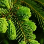 Photorealistic close-up of vibrant green Picea asperata spruce needles, macro lens, 60mm, high detail, precise focusing, controlled lighting.