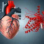Immagine concettuale di un cuore umano con evidenziate le valvole cardiache, affiancato da una rappresentazione stilizzata della proteina Ficolina-3. Prime lens, 35mm, profondità di campo che sfoca leggermente lo sfondo, illuminazione da studio che crea un effetto tridimensionale, duotone rosso e grigio scuro per un'atmosfera scientifica ma d'impatto.
