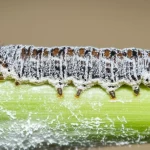 Un fungo Beauveria bassiana che cresce microscopicamente sulle ife, con spore visibili, accanto a una larva di Spodoptera littoralis che mostra i primi segni di infezione. Fotografia macro con obiettivo da 90mm, illuminazione da studio controllata per evidenziare le texture e i dettagli, sfondo neutro per concentrare l'attenzione sui soggetti.