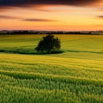 Un paesaggio agricolo europeo rigoglioso al tramonto, con campi coltivati che si estendono fino all'orizzonte e un singolo albero solitario. Obiettivo grandangolare 16mm, lunga esposizione per nuvole setose, colori caldi e saturi, messa a fuoco nitida su tutto il paesaggio.