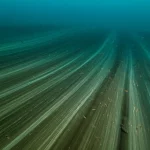 Immagine fotorealistica di una corrente oceanica profonda che scorre sopra il fondale marino dell'Atlantico settentrionale, con particelle di sedimento sospese nell'acqua scura. Utilizzare un obiettivo grandangolare (10-24mm) per dare un senso di vastità, con illuminazione direzionale che crea ombre e mette in risalto la texture del fondale. Long exposure per un effetto di movimento fluido dell'acqua.
