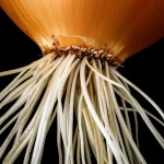 Macro lens, 100mm, high detail, precise focusing, controlled lighting: A close-up view of damaged Allium cepa roots contrasted with healthy ones, illustrating the effects of esfenvalerate exposure.