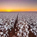 Campo di cotone al tramonto, piante rigogliose con capsule di cotone aperte che mostrano la fibra bianca. Obiettivo grandangolare 20mm, messa a fuoco nitida su tutto il campo, lunga esposizione per catturare i colori caldi del cielo e l'atmosfera produttiva, alta definizione.