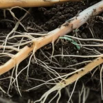 Macro lens, 80mm, High detail, precise focusing, controlled lighting: Close-up view of healthy wheat roots intertwined with soil particles, illustrating a thriving microbial community.