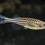 Primo piano fotorealistico di un uovo di pesce zebra fecondato esternamente, sospeso in acqua limpida, con sottili venature visibili all'interno della membrana trasparente, luce laterale morbida che evidenzia la traslucenza e i dettagli interni, lente macro 90mm, alta definizione, sfondo scuro sfocato, a simboleggiare la trasmissione di tratti metabolici dalla madre all'ovocita prima della fecondazione.