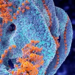 Visualizzazione artistica di una molecola di miR-200b-3p (in blu brillante) che si lega specificamente e inibisce una molecola di mRNA di FOSL2 (in arancione) all'interno di una cellula tumorale dell'endometrio stilizzata. Lo sfondo mostra il nucleo cellulare e altri organelli in penombra. Obiettivo prime, 35mm, profondità di campo ridotta per mettere a fuoco l'interazione molecolare, con un effetto duotone blu e arancione per enfatizzare i due attori principali.