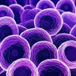 Visualizzazione fotorealistica di macrofagi M2 che interagiscono con la proteina SERPINB10 all'interno delle vie aeree infiammate di un paziente asmatico. Dettagli microscopici con illuminazione drammatica, obiettivo macro 90mm, per evidenziare la complessità cellulare e l'interazione proteica nel contesto dell'asma.