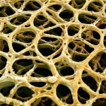 Photorealistic image of a microscopic view of a 3D printed bio-based scaffold structure with cells adhering to it, macro lens, 100mm, high detail, precise focusing, controlled lighting.