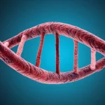 Visualizzazione artistica di un cuore umano con filamenti di DNA che si intrecciano, a rappresentare il legame tra genetica, età biologica e salute cardiaca nel contesto delle terapie oncologiche. Macro lens, 100mm, high detail, controlled lighting, duotone rosso e blu.