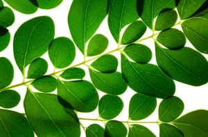 Macro lens, 60mm, high detail, precise focusing, controlled lighting on a fresh Moringa oleifera leaf, representing the source for green nanoparticle synthesis.