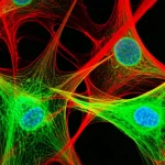 Macro lens, 60mm, high detail, precise focusing of fluorescently stained brain cells under a microscope, showing distinct colors for neurons and microglia, symbolizing Alzheimer's research.