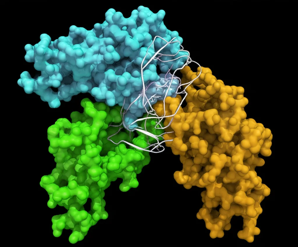 Rappresentazione artistica fotorealistica della proteina E3 ligasi Ufd4 mentre accetta una molecola di ubiquitina e la trasferisce per formare una catena di poliubiquitina ramificata K29/K48. Dettagli molecolari precisi, illuminazione da studio che enfatizza le interazioni proteiche, obiettivo macro 100mm, sfondo scuro e pulito.
