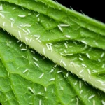 Fotografia macro con obiettivo da 100mm, elevato dettaglio e messa a fuoco precisa, con illuminazione controllata, di una foglia di cetriolo verde brillante in una serra, sulla quale sono visibili alcuni minuscoli moscerini bianchi (whiteflies), rappresentando la sfida del rilevamento precoce di parassiti che il framework IM-AlexNet si propone di risolvere.