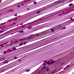 Microscopic view of healing tissue showing cell activity and collagen formation, macro lens, 60mm, high detail.