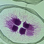 Macro lens, 80mm, High detail, precise focusing, controlled lighting, showing a close-up of a plant cell undergoing transformation or division, representing cell reprogramming.