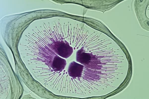 Macro lens, 80mm, High detail, precise focusing, controlled lighting, showing a close-up of a plant cell undergoing transformation or division, representing cell reprogramming.